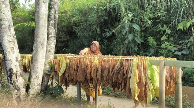 Tembakau